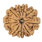 9 Mukhi Rudraksha 24.8mm 3.64gm - Rudraksha
