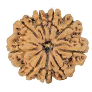 9 Mukhi Rudraksha 24.8mm 3.64gm - Rudraksha