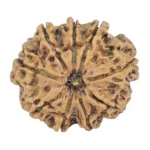 9 Mukhi Rudraksha 26.3mm 4.66gm - Rudraksha