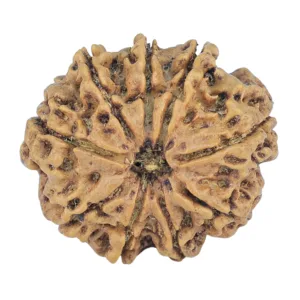 9 Mukhi Rudraksha 26.3mm 4.66gm - Rudraksha