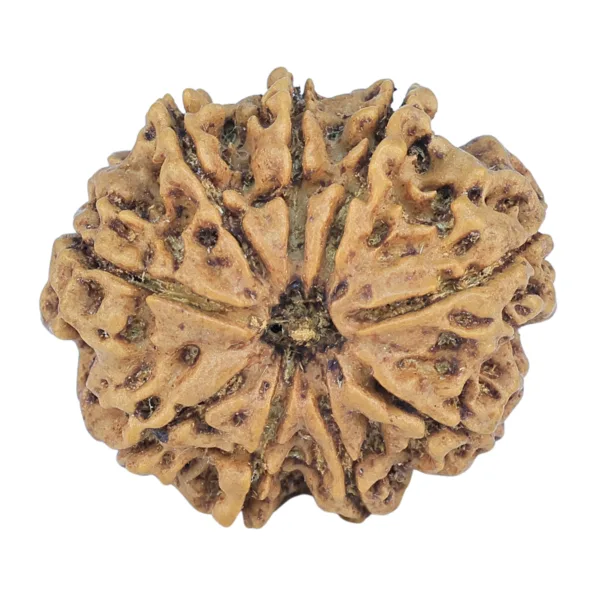 9 Mukhi Rudraksha 26.3mm 4.66gm - Rudraksha