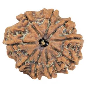 9 Mukhi Rudraksha 28mm 5.14gm - Rudraksha