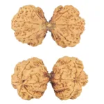 10 Mk Gaurishankar 47mm 9.6gm - Rudraksha