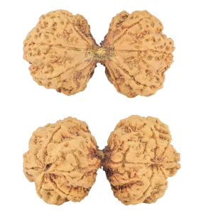 10 Mk Gaurishankar 47mm 9.6gm - Rudraksha