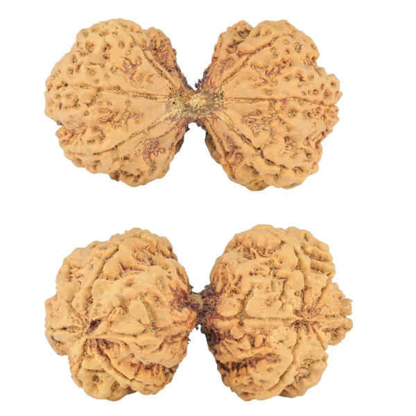 10 Mk Gaurishankar 47mm 9.6gm - Rudraksha