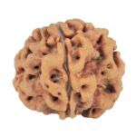 1MK(Underdeveloped) 22.8mm 3.89gm - Rudraksha