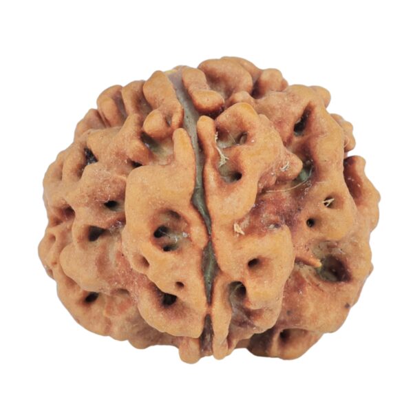 1MK(Underdeveloped) 22.8mm 3.89gm - Rudraksha