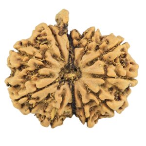 11 Mukhi Ganesh 28.1mm 4.76gm - Rudraksha