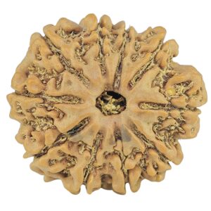 10 Mukhi Rudraksha 25mm 4.25gm - Rudraksha