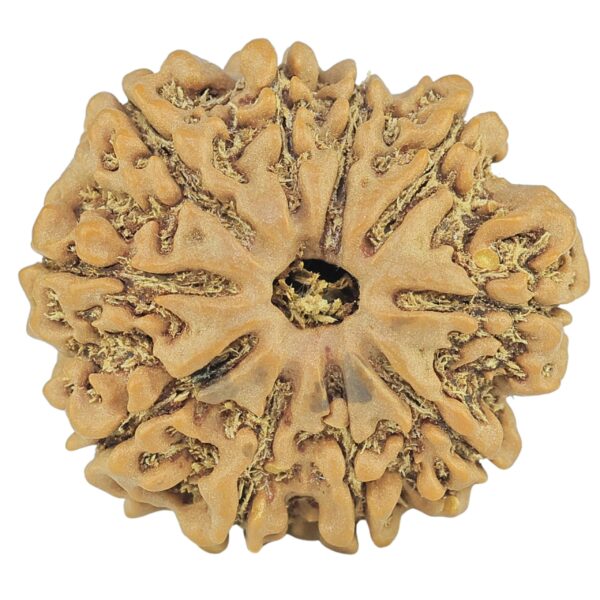 10 Mukhi Rudraksha 25mm 4.25gm - Rudraksha