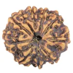 9 Mukhi Rudraksha 25.9mm 3gm - Rudraksha