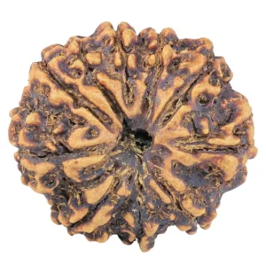 9 Mukhi Rudraksha 25.9mm 3gm - Rudraksha