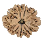9 Mukhi Rudraksha 25.9mm 4gm - Rudraksha