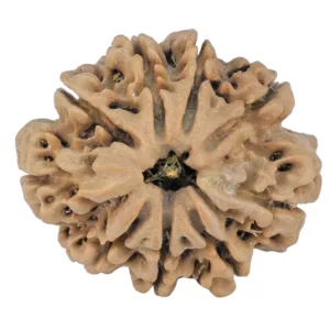 9 Mukhi Rudraksha 25.9mm 4gm - Rudraksha