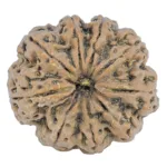 9 Mukhi Rudraksha 27.5mm 5.64gm - Rudraksha