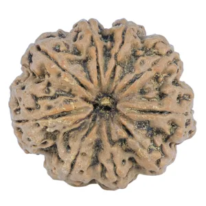 9 Mukhi Rudraksha 27.5mm 5.64gm - Rudraksha