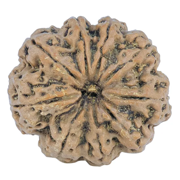 9 Mukhi Rudraksha 27.5mm 5.64gm - Rudraksha