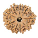 9 Mukhi Rudraksha 25.3mm 3.71gm - Rudraksha