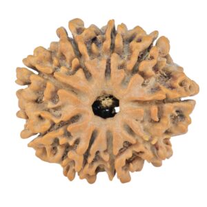 9 Mukhi Rudraksha 25.3mm 3.71gm - Rudraksha