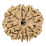 9 Mukhi Rudraksha 25.2mm 3.87gm - Rudraksha
