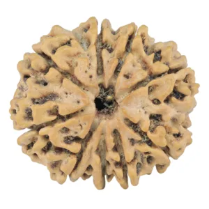 9 Mukhi Rudraksha 25.2mm 3.87gm - Rudraksha