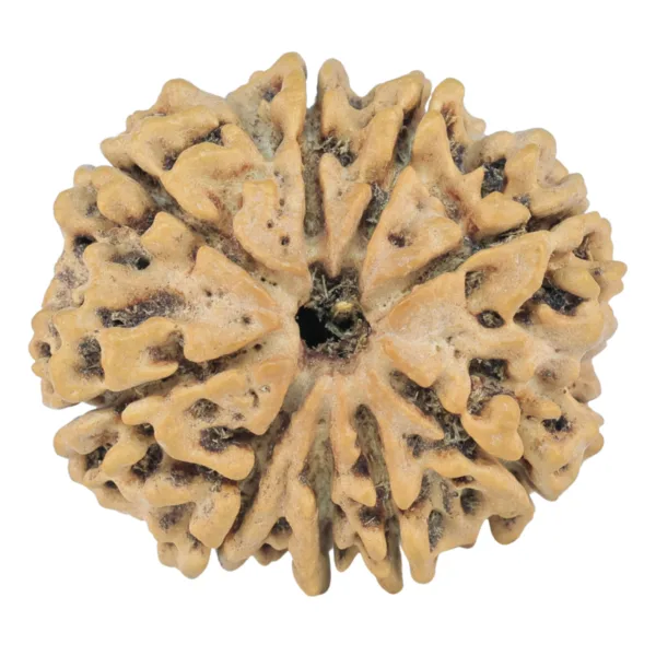 9 Mukhi Rudraksha 25.2mm 3.87gm - Rudraksha