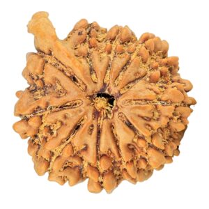 11 Mukhi Ganesh 22.4mm 4gm - Rudraksha