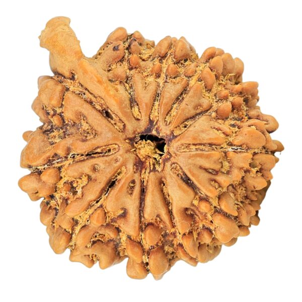 11 Mukhi Ganesh 22.4mm 4gm - Rudraksha