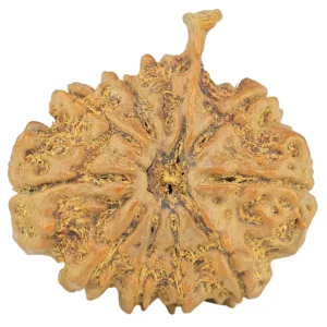 10 Mukhi Ganesh 25.7mm 4.49gm - Rudraksha
