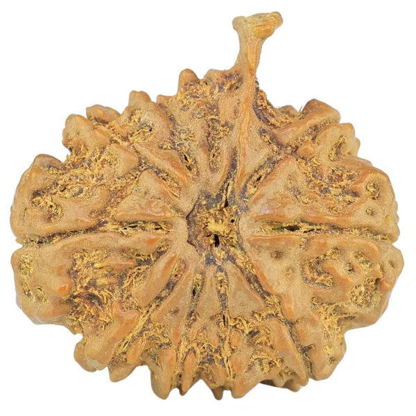 10 Mukhi Ganesh 25.7mm 4.49gm - Rudraksha