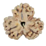 3 Mukhi Rudraksha 23.8mm 3.47gm - Rudraksha