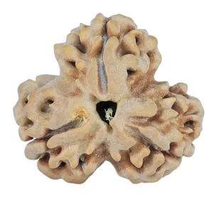 3 Mukhi Rudraksha 23.8mm 3.47gm - Rudraksha