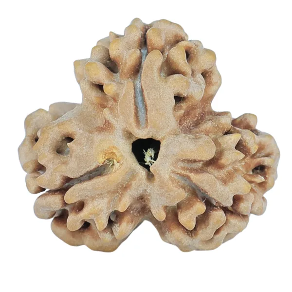 3 Mukhi Rudraksha 23.8mm 3.47gm - Rudraksha
