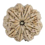 9 Mukhi Rudraksha 30.1mm 7.94gm - Rudraksha