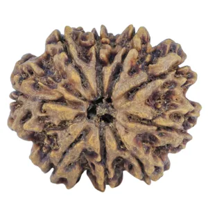 9 Mukhi Rudraksha 31.7mm 6.11gm - Rudraksha