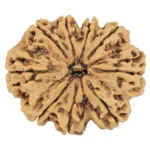 9 Mukhi Rudraksha 31.4mm 6.41gm - Rudraksha