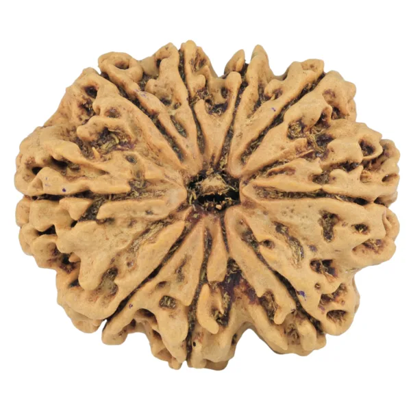 9 Mukhi Rudraksha 31.4mm 6.41gm - Rudraksha