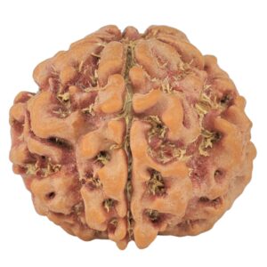 1MK(Underdeveloped) 22.6mm 3.93gm - Rudraksha