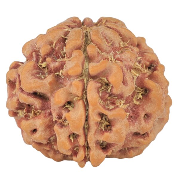 1MK(Underdeveloped) 22.6mm 3.93gm - Rudraksha