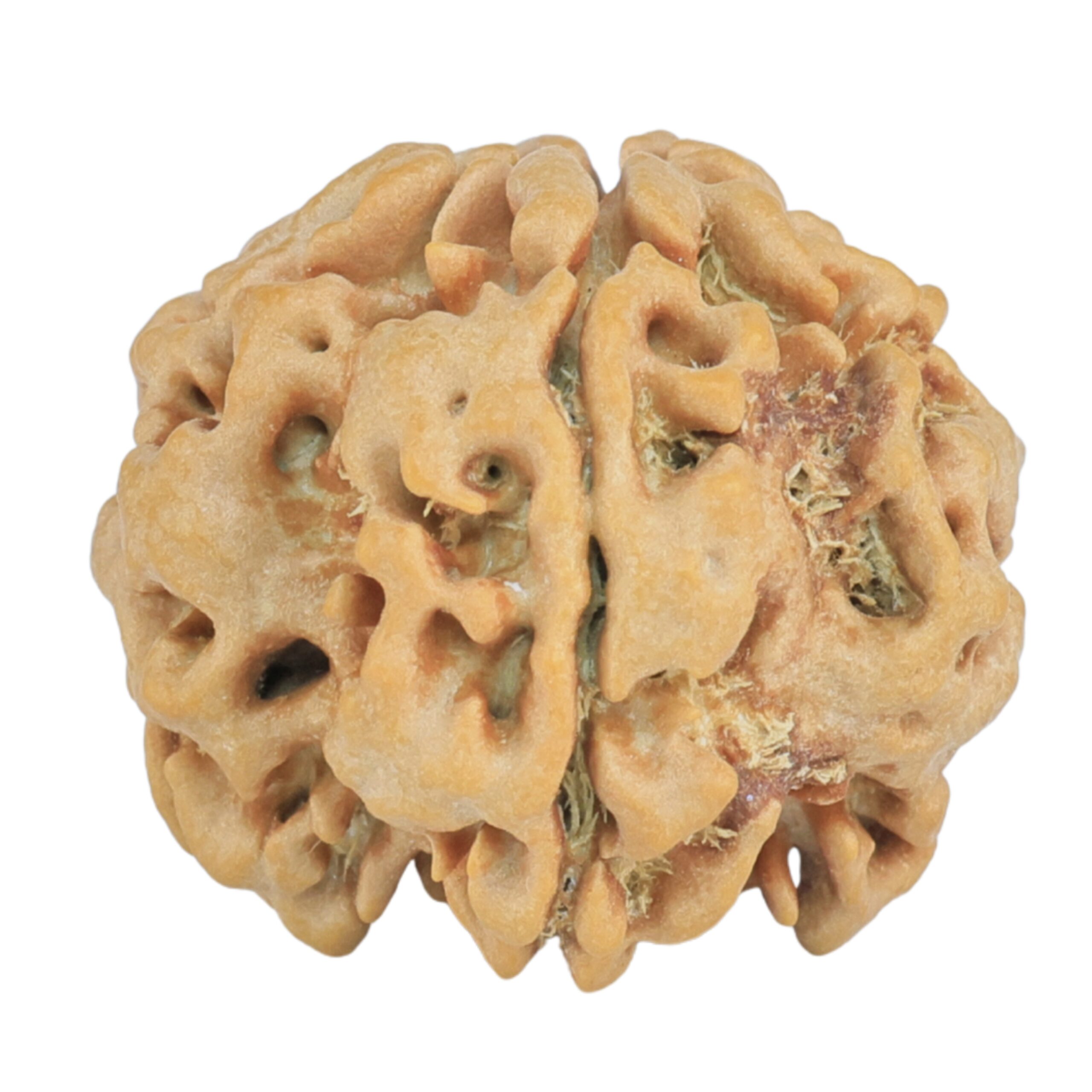 1MK(Underdeveloped) 23.2mm 3.78gm - Rudraksha