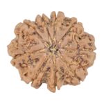 9 Mukhi Rudraksha 25.2mm 4.46gm - Rudraksha