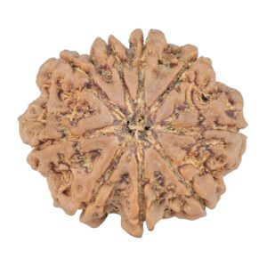 9 Mukhi Rudraksha 25.2mm 4.46gm - Rudraksha