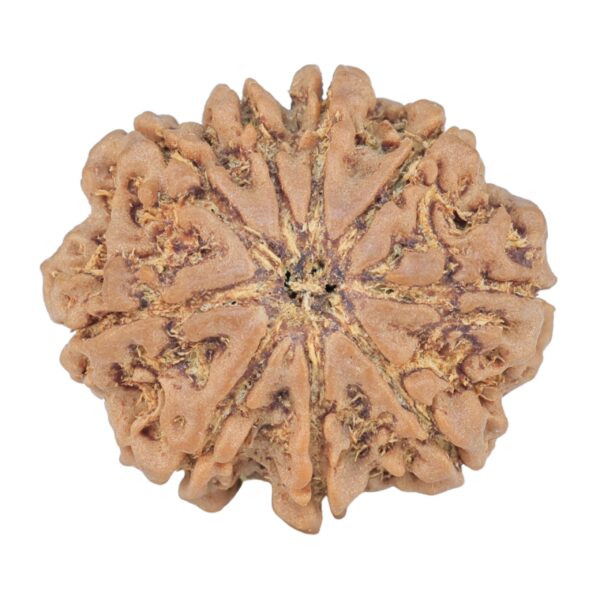 9 Mukhi Rudraksha 25.2mm 4.46gm - Rudraksha
