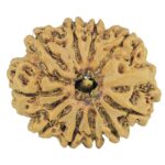 10 Mukhi Rudraksha 24.7mm 3.24gm - Rudraksha