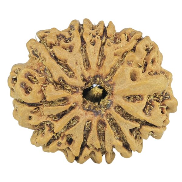 10 Mukhi Rudraksha 24.7mm 3.24gm - Rudraksha