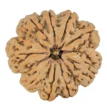 9 Mukhi Rudraksha 32.4mm 8.45gm - Rudraksha