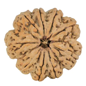 9 Mukhi Rudraksha 32.4mm 8.45gm - Rudraksha