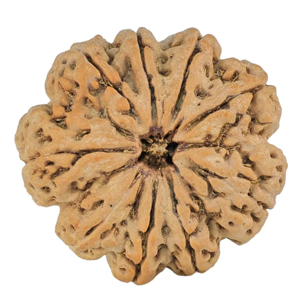 9 Mukhi Rudraksha 32.4mm 8.45gm - Rudraksha