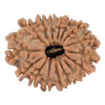 16 Mukhi Rudraksha 23.2mm 2.88gm - Rudraksha
