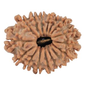 16 Mukhi Rudraksha 23.2mm 2.88gm - Rudraksha